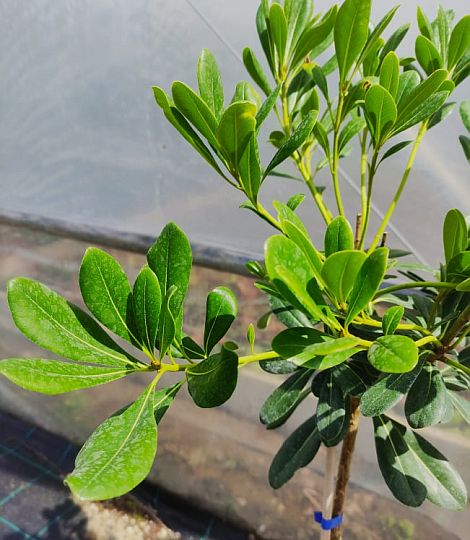 Pittosporum tobira na 50cm kmeni